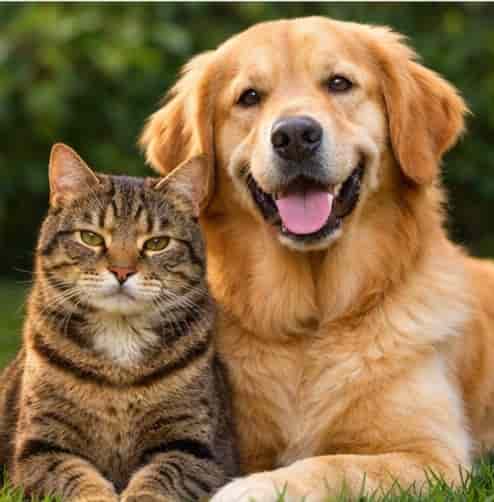 Dog & Cat